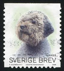 We breed for health, character and conformation. Lagotto Romagnolo Dogs Breed Information Omlet