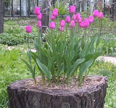 Apr 15, 2021 · create stump art. 16 Diy Ideas For How To Recycle Tree Stumps For Garden Decor