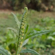 Image result for Heliotropium zeylanicum