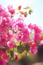 Pin On Bougainvillea