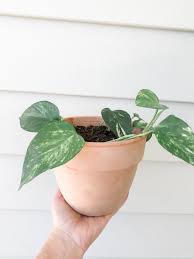 Keep it in a bright location and change the water every few days. How To Propagate A Devil S Ivy Plant