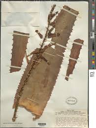 Image result for Aloe christianii