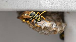 Lavanya Manickam BJ deep oral fix