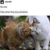 The best memes from instagram, facebook, vine, and twitter about funny saturday memes. Freshly Squeezed Caturday Memes 43 Cat Memes About Collections