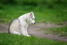 Die Eigenschaften Die Ich An Den Agile Siberian Husky Puppies Mag Siberianhuskys Husk Siberian Husky Husky Terrier Hund