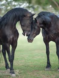 Black And Arabian Mix Horses Stock Photography And Equine Images By Mark J Barrett Horses Beautiful Horses Cute Horses