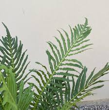 Image result for Blechnum