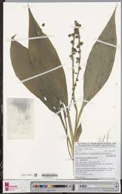 Image result for Chlorophytum sparsiflorum