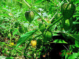 Image result for Physalis angulata