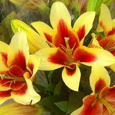 Amazon ignite sell your original digital educational resources. Perennials The Home Depot