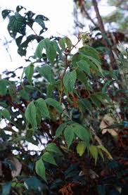 Image result for Rubus adolfi-friederici