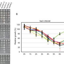 Image result for Xerophyta schlechteri