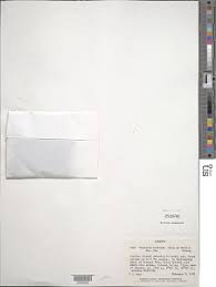 Image result for Tristicha trifaria