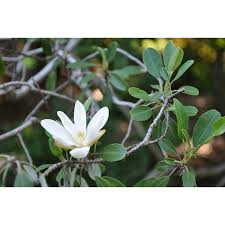Site design and development zeekee. Jc Raulston Arboretum Our Plants Search Results