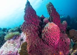 Image result for Oncocalyx bolusii