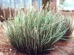 Image result for Euphorbia fortissima