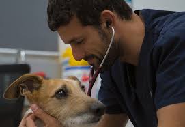 Meet Our Vets at Veterinary Specialists & Nurses