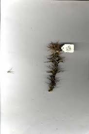 Image result for Euphorbia mossambicensis