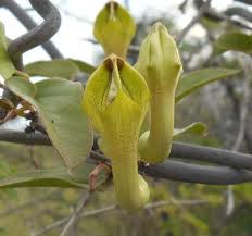 Image result for Ceropegia lugardiae