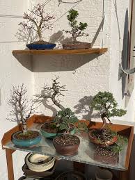 We have party & catering special menu. How Do You Guys Like My New Bonsai Spot On My Balcony Bonsai