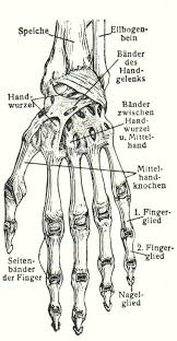 File Baender Der Linken Hand Meyers Jpg Wikimedia Commons
