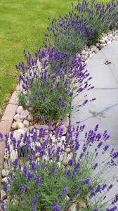 With roomsketcher, it's easy to create a beautiful garden design. My Garden Lavender In Full Bloom Front Garden Landscape Small Front Gardens Small Front Yard Landscaping