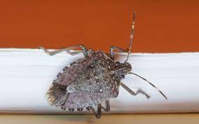 In addition to their horrible smell, stink bugs can also bite. Boxelder Bugs Stink Bugs In The Fall Batzner Pest Control