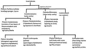 Make A Flow Chart Of Invertebrates In The Kingdom Animalia