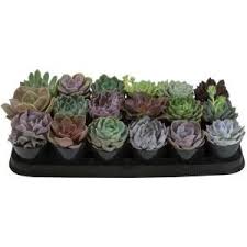 Pin On My Succulent Friends
