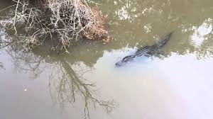 Residents urged to be careful during the fall drawdown due to the decreased depth and change in conditions, swimming and boat navigation should be. Big Alligator In Alabama Youtube
