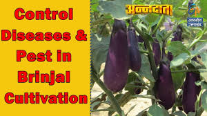How climatic change is likely to affect olive growth and its pests and diseases? Control Diseases Pest In Brinjal Cultivation Annadata Etv Up Uttarakhand Youtube
