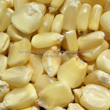 Trucker's Favorite White Dent Corn