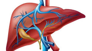 Als innere organe werden organe mit ausnahme des bewegungsapparates und der grenzorgans haut bezeichnet, organe in der brusthöhle und der bauchhöhle. Anatomie Fur Einsteiger Wo Sitzt Die Leber