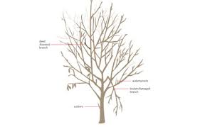 Lauren stevens 3130 heartwood ave 4076786147; February Gardening Checklist For The Northeast Garden Design