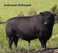Black angus cattle still graze the beautiful pastures on the estate that was named after the family's ancestral home in ayrshire, scotland. Ardrossan Lowline Stud Home Facebook