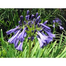 Image result for Agapanthus inapertus