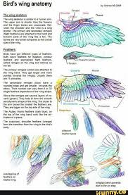 How to draw a dragon wing? Bird S Wing Anatomy Nyummezoos Ifunny Wings Drawing Wings Art Bird Wing Anatomy