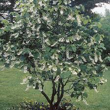 Common flowering trees can provide us with all these things. Fragrant Snowbell Finegardening Ornamental Trees Garden Shrubs Tree Seeds