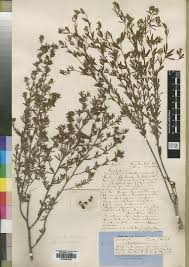 Image result for Crotalaria reptans