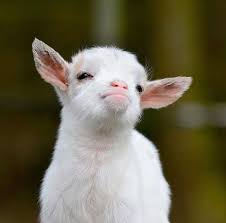 A diferencia de su prima la cabra común, las pigmeas. 17 Ideas De Cabritas Animales Adorables Mascotas Animales Bebes
