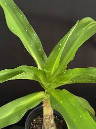 Image result for Crinum asiaticum