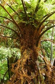 Image result for Cyathea cf. humilis