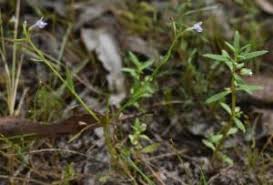 Image result for Bacopa floribunda