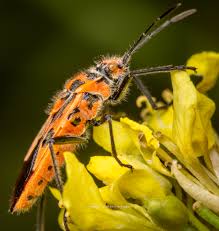 Image result for Canthium bugoyense