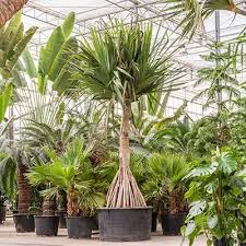 Image result for Pandanus