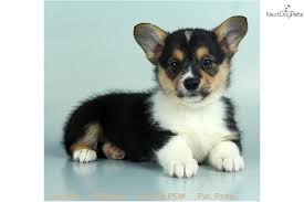Add to this the lack of knowledge and the need to please the general public, and the results are usually unhealthy and poor. Jewel Corgi Puppy For Sale Near St George Utah B5b27ae9 Bc01