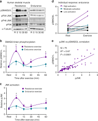 Cranial aponeurosis buccinator frontalis masseter platysma occipitalis orbicularis oculi orbicularis oris. Jnk Regulates Muscle Remodeling Via Myostatin Smad Inhibition Nature Communications