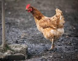 Bien Soigner Ses Poules Gamm Vert