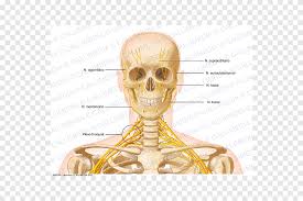 The human neck has eight bones : Head And Neck Anatomy Head And Neck Anatomy Bone Human Skeleton Skull Face Human Png Pngegg