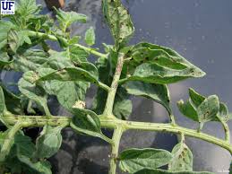 Image result for tomato seedling pseudomonas syringae pv tomato symptoms